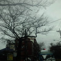 開花前の桜と引越し