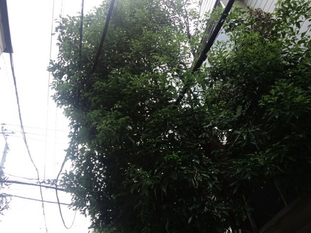 とにかく庭木を強剪定 江東区の便利屋 便利屋ファミリー 江東木場店